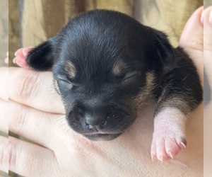 Rat Terrier Puppy for sale in WHITAKERS, NC, USA
