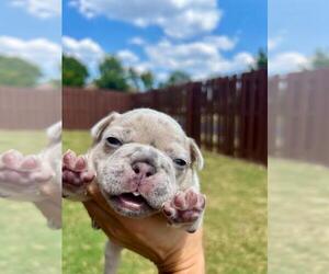 French Bulldog Puppy for sale in BENTONVILLE, AR, USA