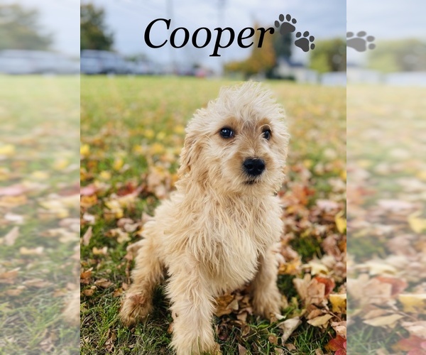 Medium Photo #9 Goldendoodle Puppy For Sale in COOKEVILLE, TN, USA