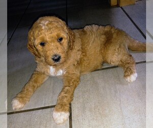 Goldendoodle Puppy for Sale in TURIN, New York USA