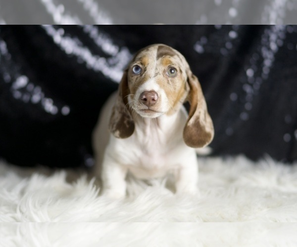 Medium Photo #6 Dachshund Puppy For Sale in WARSAW, IN, USA