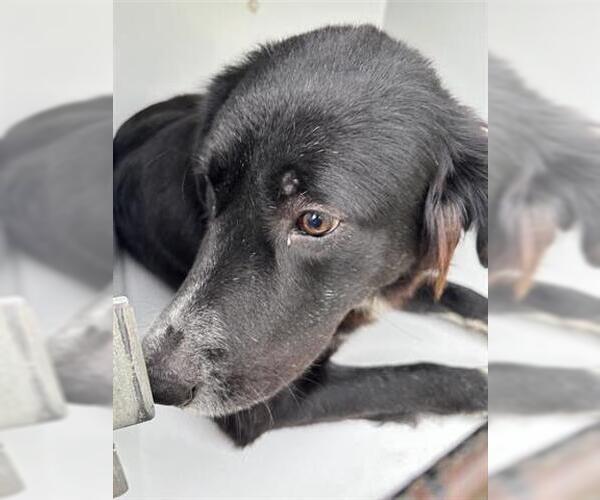 Medium Photo #1 Labrador Retriever Puppy For Sale in Houston, TX, USA