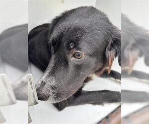 Labrador Retriever Dogs for adoption in Houston, TX, USA