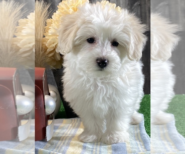 Medium Photo #4 Biton Puppy For Sale in CANOGA, NY, USA