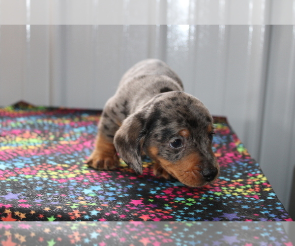 Medium Photo #3 Dachshund Puppy For Sale in BEDFORD, IN, USA