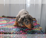 Small Photo #3 Dachshund Puppy For Sale in BEDFORD, IN, USA