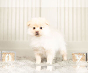Medium Pomeranian