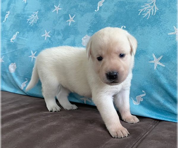 Medium Photo #2 Labrador Retriever Puppy For Sale in PALM COAST, FL, USA