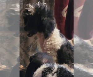 Father of the Maltipoo (Miniature) puppies born on 06/13/2026
