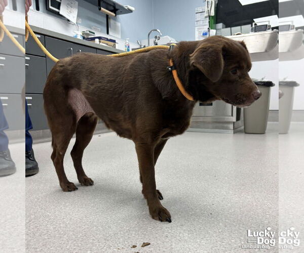 Medium Photo #2 Labbe Puppy For Sale in Washington, DC, USA