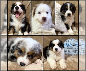 Australian Shepherd Puppy for Sale in EUSTIS, Florida USA