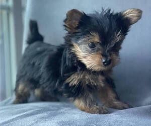 Yorkshire Terrier Puppy for Sale in SHAKOPEE, Minnesota USA