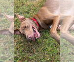 Small #13 Australian Kelpie Mix