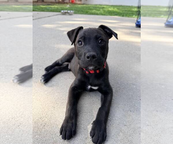 Medium Photo #1 Mutt Puppy For Sale in Sandy, UT, USA