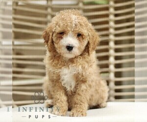 Goldendoodle (Miniature) Puppy for sale in LANCASTER, PA, USA