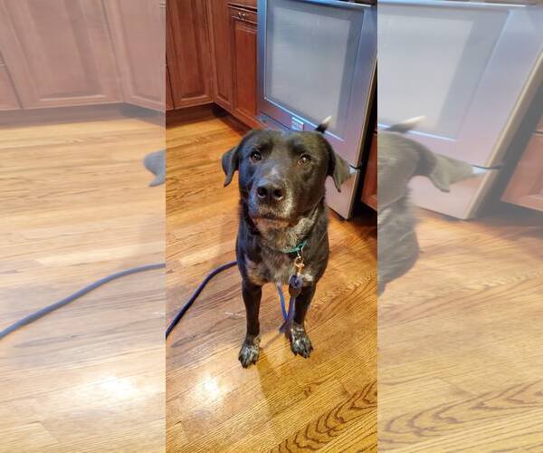 Medium Photo #7 Retriever -Unknown Mix Puppy For Sale in Woodbury, NY, USA