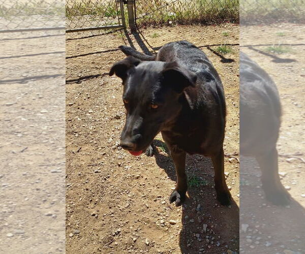 Medium Photo #4 Labrador Retriever-Unknown Mix Puppy For Sale in San Diego, CA, USA