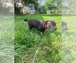 Small #4 American Pit Bull Terrier Mix
