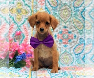 Cavapoo-Poodle (Toy) Mix Puppy for sale in RED LION, PA, USA