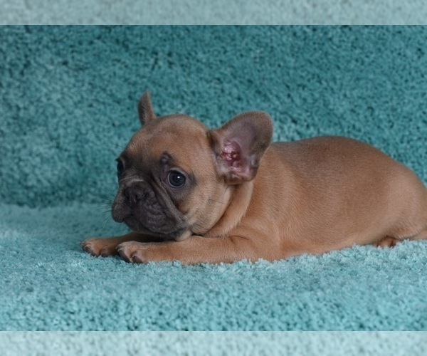 Medium Photo #6 French Bulldog Puppy For Sale in ERIAL, NJ, USA