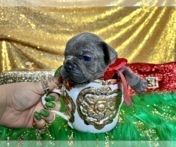 Medium Photo #64 French Bulldog Puppy For Sale in HAYWARD, CA, USA
