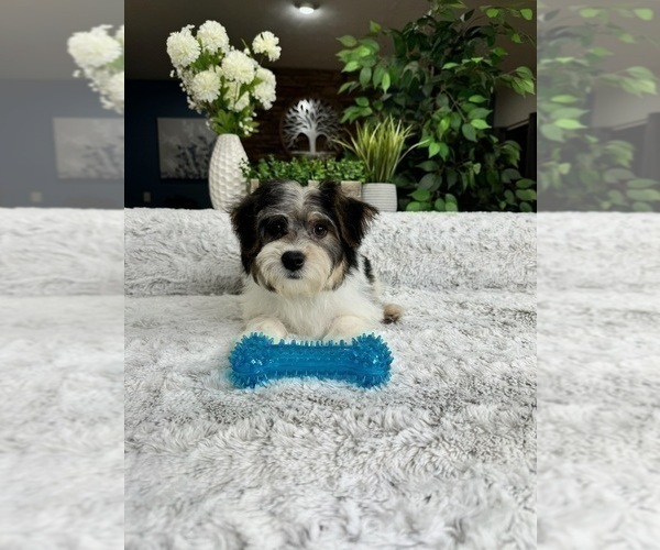 Medium Photo #3 YorkiePoo Puppy For Sale in GREENFIELD, IN, USA