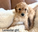 Puppy Lady lavender Goldendoodle