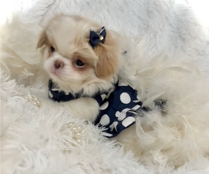Japanese Chin Puppy for sale in DAVISVILLE, MO, USA
