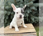 Layla - Female French Bulldog Puppy for Sale - Photo #2