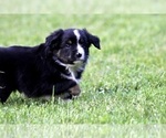 Small Photo #19 Australian Shepherd Puppy For Sale in NEWTON FALLS, OH, USA