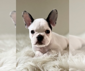 Faux Frenchbo Bulldog Puppy for sale in BROOKVILLE HEIGHTS, IN, USA