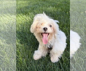 Walker - Male Maltese Dog for Adoption - Photo #4