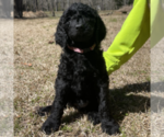 Small Photo #7 Goldendoodle Puppy For Sale in PALESTINE, TX, USA