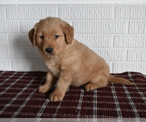 Golden Retriever Dog for Adoption in MILLERSBURG, Ohio USA