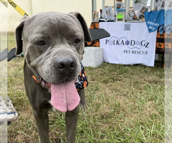 Medium Photo #4 Mutt Puppy For Sale in oakland, FL, USA