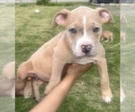 Small Photo #23 American Bully Puppy For Sale in LAKE STATION, IN, USA