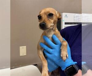 Chihuahua-Unknown Mix Dogs for adoption in Conroe, TX, USA