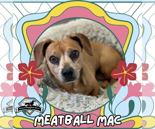 Medium Photo #2 Dachshund Puppy For Sale in San Antonio, TX, USA