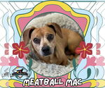Small #1 Dachshund