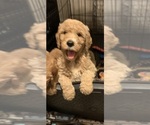 Small Photo #5 Goldendoodle Puppy For Sale in PERU, IN, USA