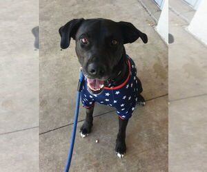 Labrador Retriever-Unknown Mix Dogs for adoption in Claremore, OK, USA