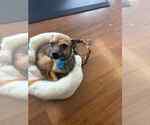 Small #3 Chihuahua