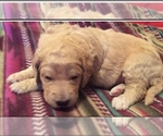 Small Photo #9 Goldendoodle Puppy For Sale in LANNON, WI, USA