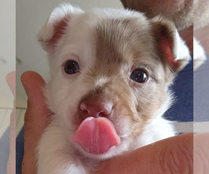 Rat-Cha Puppy for sale in ELYRIA, OH, USA