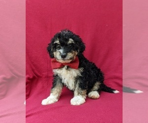 Miniature Bernedoodle-Poodle (Miniature) Mix Puppy for sale in OXFORD, PA, USA