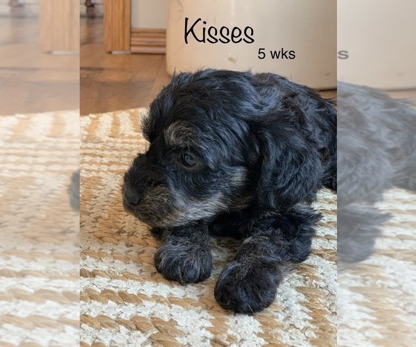 Full screen Photo #4 Schnoodle (Miniature) Puppy For Sale in LARCHWOOD, IA, USA