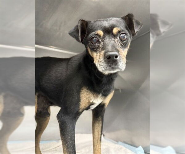 Medium Photo #1 Chihuahua Puppy For Sale in San Bernardino, CA, USA