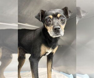 Chihuahua Dogs for adoption in San Bernardino, CA, USA