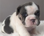 Puppy Puppy 6 Buddy English Bulldog