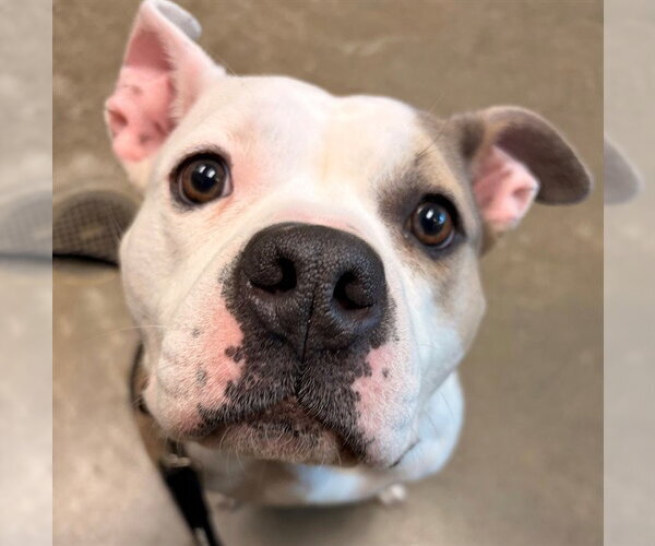 Medium Photo #1 Mutt Puppy For Sale in Waterford, VA, USA